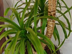 -Zsmart智尚酒店(苏州拙政园平江路店)