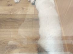 -袖虎·猫馆(体育西路店)