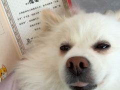 -pd派德宠物中心医院24H急重症·眼科中心·血液透析中心(嵩山北路店)