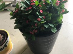 -龙大花卉苗木市场