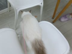 -喵的天空名猫咖啡馆·撸猫·猫舍·用品