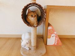 -猫腻·猫咖·撸猫馆(星光大道店)