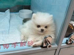 -FAELING PETS美天灵宠物(合生汇店)
