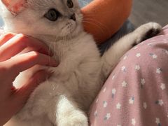 -猫大福·Fortune Cat猫舍(百子湾店)