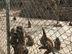 -王顺山国家森林公园