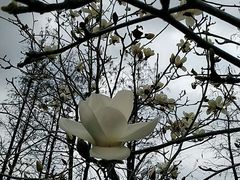 -东莞植物园