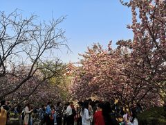 -西安青龙寺遗址景区