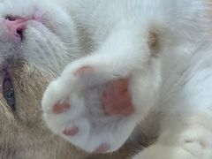 -屋虎猫馆(宝安大仟里店)