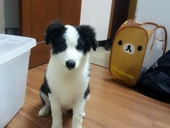 -暖阳宠物医院·犬猫康复中心·骨科