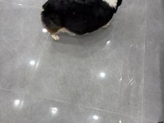 -瑞鹏·疫苗·绝育·宠物医院(广九店)