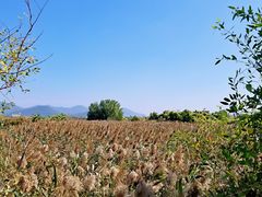 -芒洲湿地公园