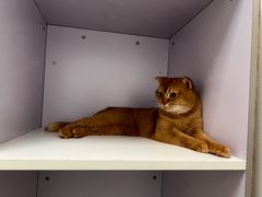 -北京观赏动物医院·24小时大型综合·猫专科·异宠专科