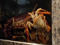 -甄御•海鲜新青岛菜(麦岛店)