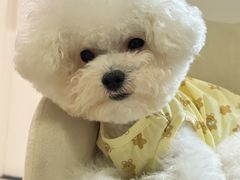 -帕帕拉兹宠物(亚洲旗舰店)