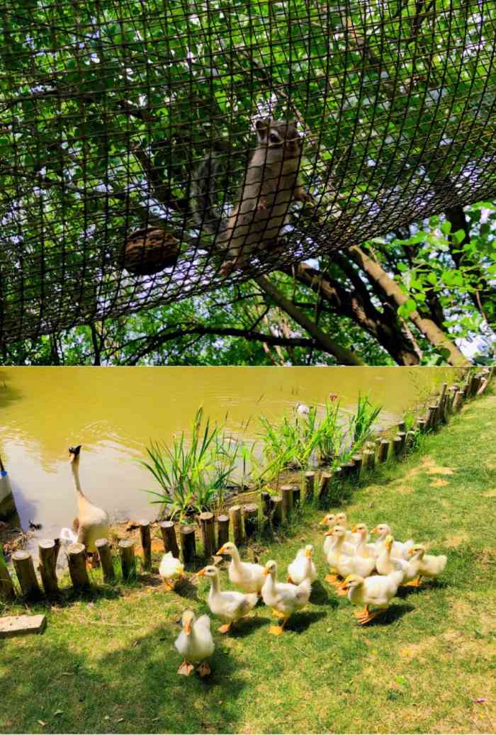 南京松鼠咔咔森林公园图片