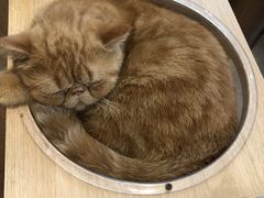 -飞行喵MR PILOT|猫舍·猫咖(静安大融城店)