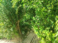 -南汇水蜜桃采摘(大团店)