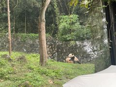 -都江堰中华大熊猫苑