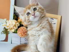 -小猫来了·猫舍(红山六九七九店)