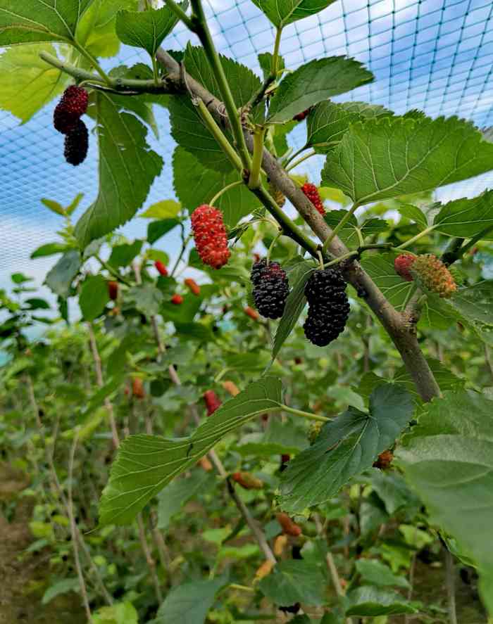 太平镇莲港村小花脸桑果园-"太平这边有采摘桑葚的,看见活动就有找到