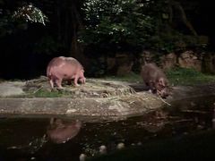 -夜间野生动物园