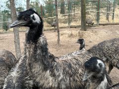 -青藏高原野生动物园