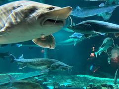 -华夏文旅海洋公园