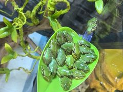 -中环花鸟鱼虫市场