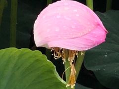 -荷塘月色湿地公园·向阳花洲