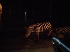 -清迈夜间动物园