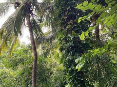 -三亚湾海居铂尔曼度假酒店