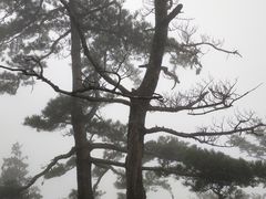 -牛背梁国家森林公园