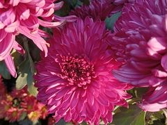 -螃蟹岬(地铁站)