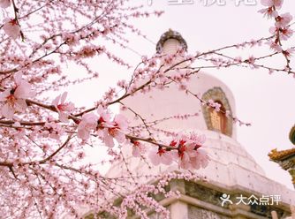 北京赏花指南① | 来北海公园，看白塔与十里桃花