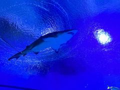 -海合安武汉极地海洋公园
