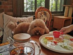 -more than meow吴止猫主题餐厅(承德 中船汇店)