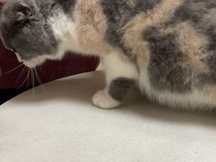 -瑞鹏宠物医院·超声·骨科·奇麟分院(蜀都万达店)