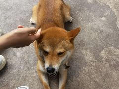 -柴犬高等学院·狗咖·柴犬售卖·宠物训练