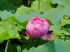 -莲花池公园