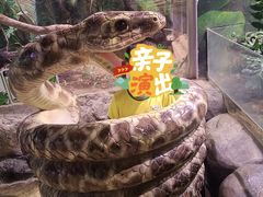 -正佳雨林生态植物园