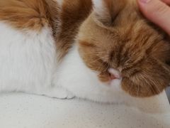 -Sweet cat·星愿猫咖(国贸大厦店)