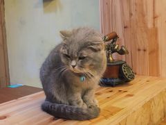 -猫色咖啡·猫咖