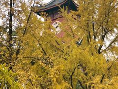 -四川大学(华西校区)