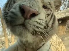 -阿田大虾(台湾街店)