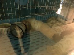 -雨林宠物医院 非犬猫异宠专科