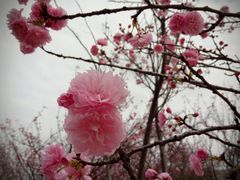 -天适樱花悠乐园