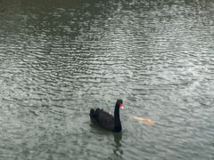 -芭东小镇温泉