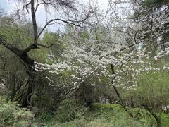 -硗碛藏寨·神木垒景区