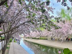 -海棠花溪(元大都城垣遗址公园)