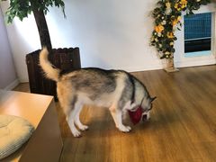 -Husky Go! 哈士奇体验馆·宠物咖啡厅狗咖